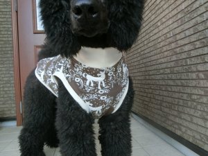 画像5: サイズ８０　maffonキルトタンク